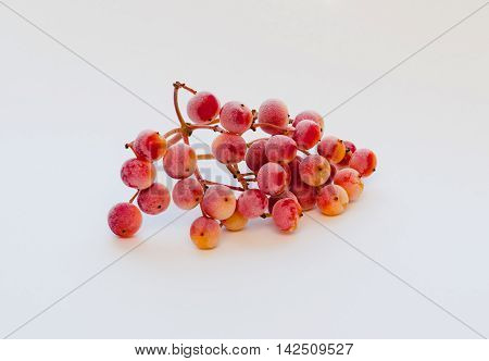 Harvesting frozen viburnum for use in advertising