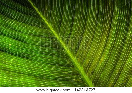 fibre texture of green leaf in nature