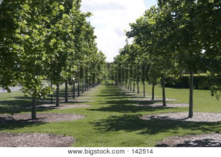 Fila di alberi