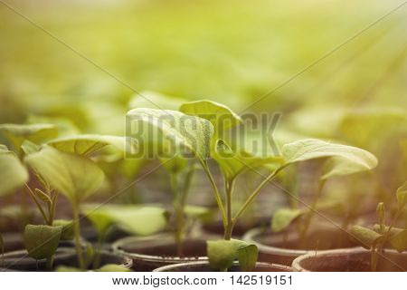 Green Seedlings Grown In A Row In Greenhouse