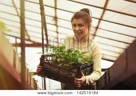 Farmer Girl Holding A Box Of Green Seedlings In Greenhouse