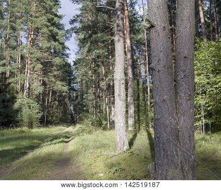 Abandoned road or foot path in pine tress forest the blue bright sky in the blurred background