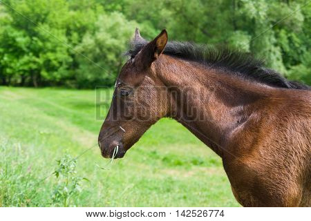Portrait (side-view) of cute foal on a spring pasture