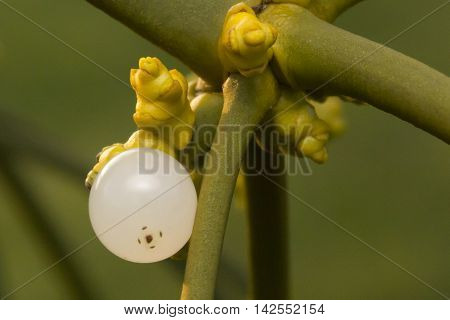 Close up of a mistletoe with fresh shoots and a white berry