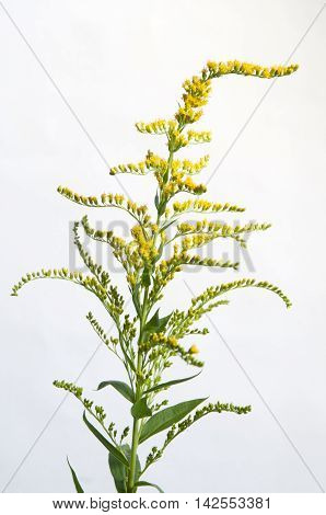 Solidago flowers over light background close up