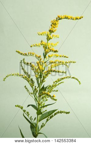 Solidago flowers over green background close up