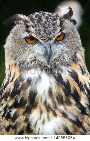 Male Bengal Eagle Owl . Bird of prey