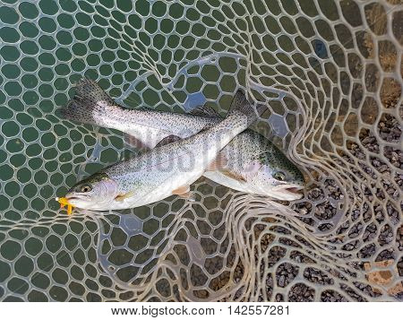 Rainbow trout in a landing net. Active outdoor recreation. Fishing.