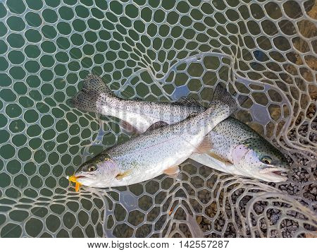 Rainbow trout in a landing net. Active outdoor recreation. Fishing.