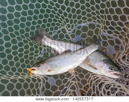 Rainbow trout in a landing net. Active outdoor recreation. Fishing.