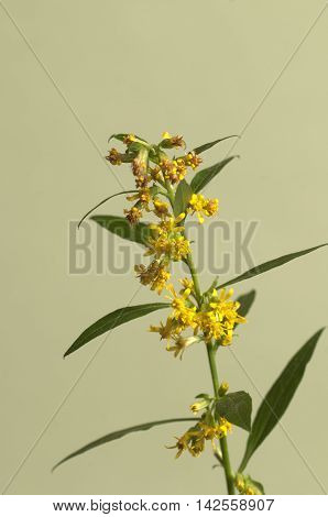 Solidago flowers over green background close up