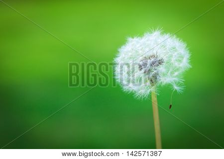 Dandelions On A Green Meadow Is Waiting For The Wind Blow