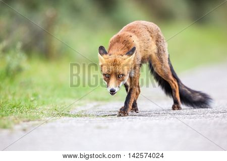 Amsterdam waterleidingduinen there is a family of red foxes in close up