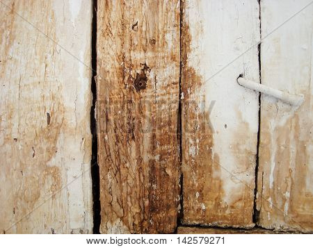 The texture of old wood pine tree