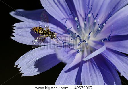 Bee Tirelessly Gathering Pollen from a Tiny Blue Flower