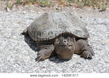 Snapping Turtle (Chelydra serpentine) trying to cross a paved road