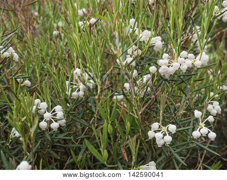 Blooming on field Andromeda polifolia  Summer garden