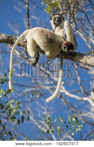 Endemic sifaka lemurs (Propithecus) relaxing on the tree. Madagascar