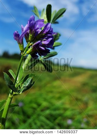 Purple Alfalfa blossoming in the hay fields
