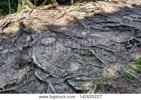 Photo of forest in Costa who travel route to Mount Hoverla in the Carpathians