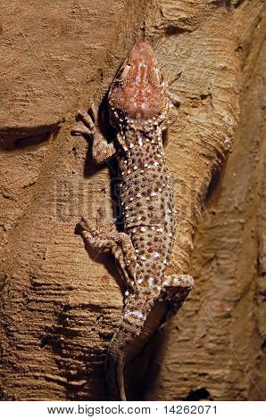 Varan