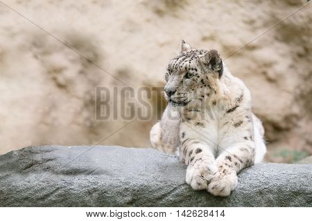 Snow Leopard, Irbis Uncia Uncia