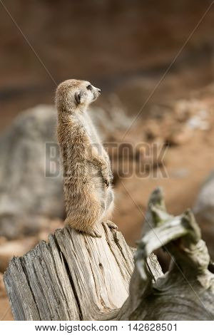 Meerkat Or Suricate