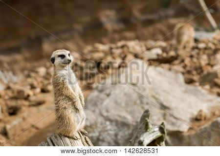 Meerkat Or Suricate