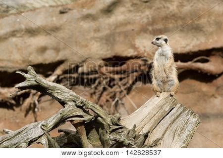 Meerkat Or Suricate
