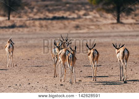 Springbok Antidorcas Marsupialis In Kgalagadi
