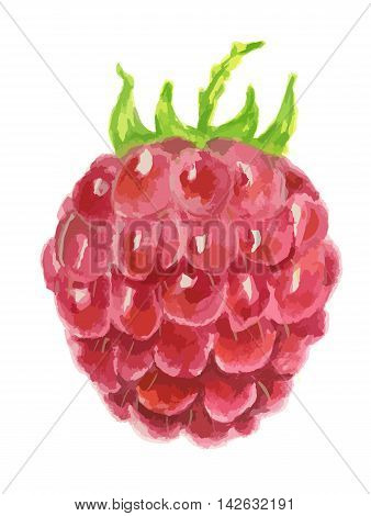 Isolated watercolor raspberry. Fresh and tasty berry on white background. Art for decoration.