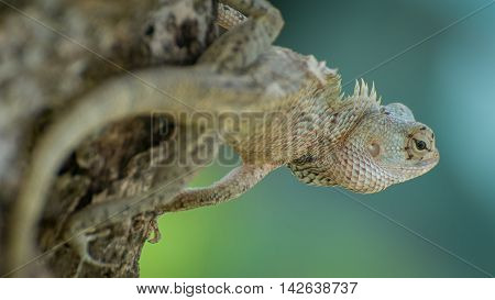Ceylon chameleon on the tree in the village of Koggala Sri Lanka.