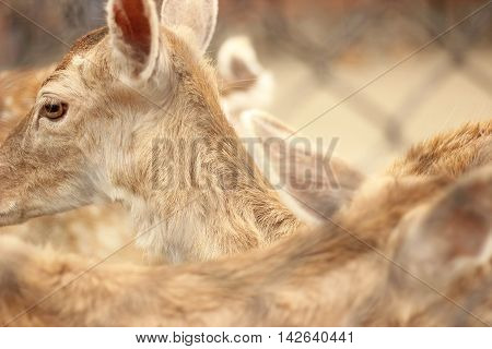 So many baby deers inside the cage