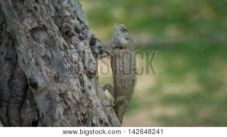 Ceylon chameleon on the tree. Ceylon chameleon on the tree in the village of Koggala Sri Lanka.