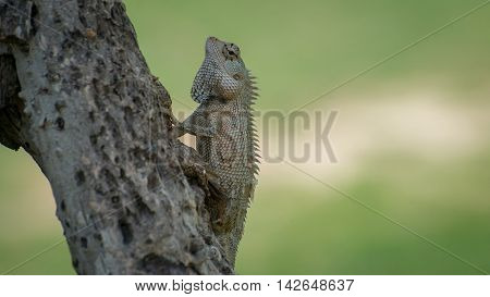 Ceylon chameleon on the tree in the village of Koggala Sri Lanka.
