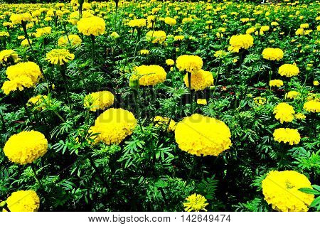 Field marigold yellow beautiful on the mountains.