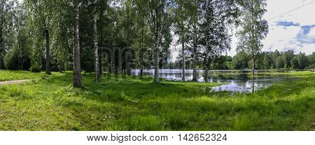 Fabulous wondrous wild forest. Rural forest summer landscape. View of the trees and the river.