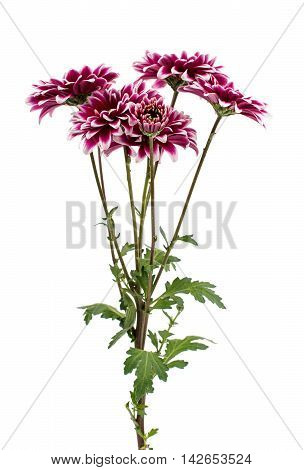 A  loveliness autumn chrysanthemum flower isolated white