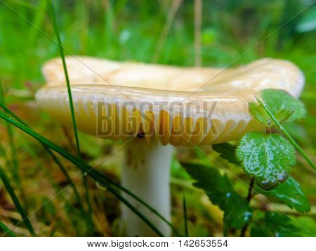 Wet raw mushroom growing in the forest. Season search of mushrooms for cooking.