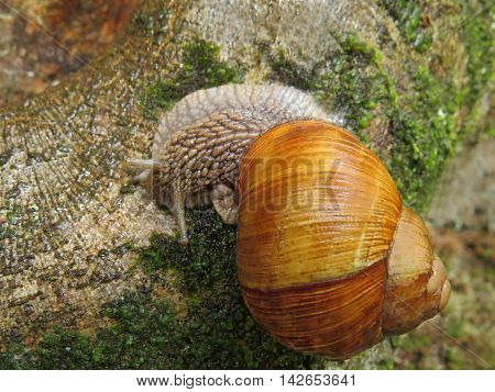 Snail on a tree trunk covered with moss