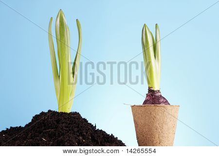 Concept de jardinage