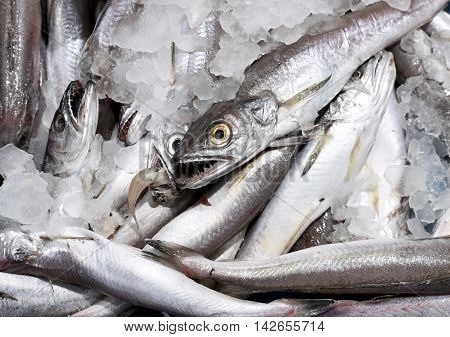 Fresh, ice cooled hake on a fish market stall.
