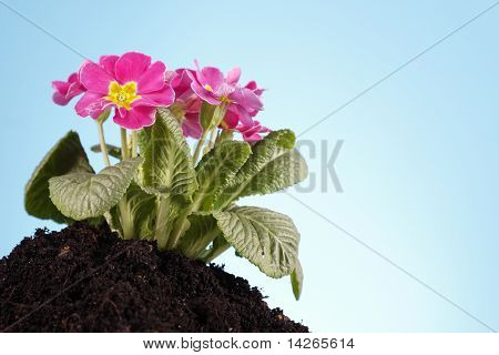 Concept de jardinage