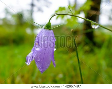 Flower Campanula with drops of morning dew on delicate petals.  Flower purple macro. Meadow flowers on a summer meadow.