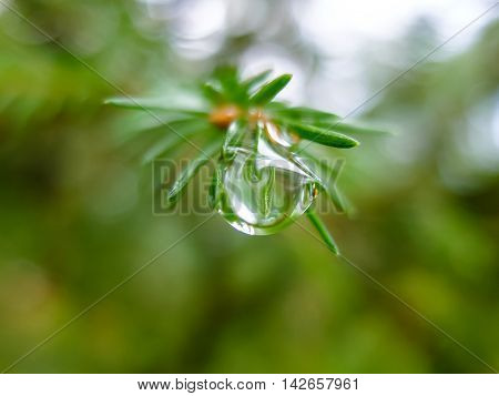 Dew drop on a spruce branch macro. Nature forest morning. Fir needles with water drops. Beautiful nature in detail.