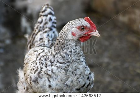 The young bird is gray-speckled chicken hen close-up.