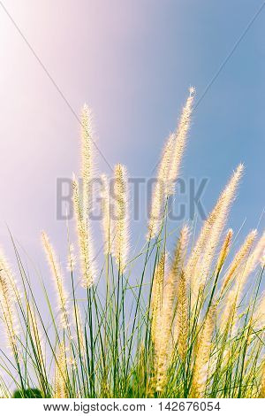 Feather Grass In Nature
