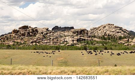 A wild western scene and a large herd of cattle