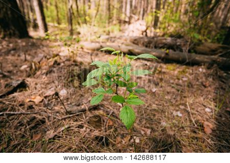 Foreground Focus Of Single Green Vernal Sprout Rame Of Wild Forest Raspberries, Pushing Through Thick Layer Of Fallen Pine Needles In Spring Pine Wood.