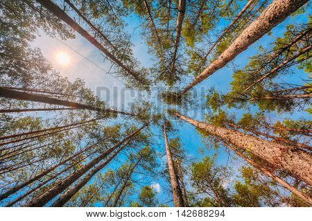 Summer Pinewood, Bottom Wide Angle View Of Tall Thin Evergreen Pines, Blue Sky And Sun Background
